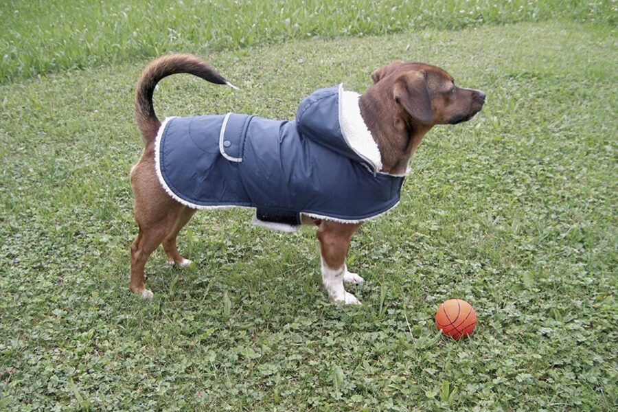 cane con giubbotto in giardino