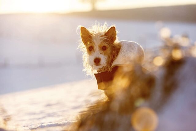 5 giubbotti per cani, i migliori per portare al parco Fido