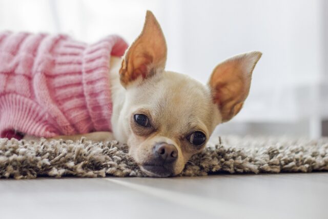 5 giubbotti per cuccioli di cane, per scaldare baby Fido al parco