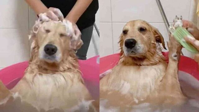 Golden Retriever si rilassa alla spa, il filmato diventa famoso