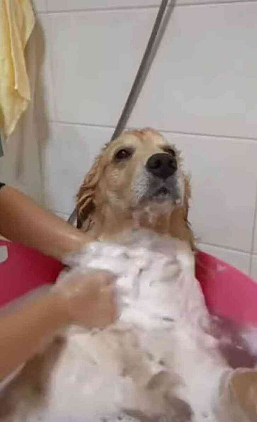 golden retriever fa il bagno