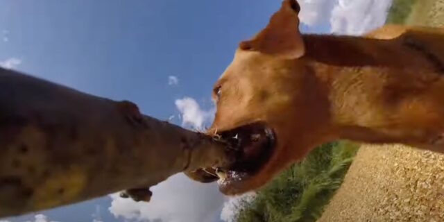Un cane fa il cameraman con la GoPro: il video è virale