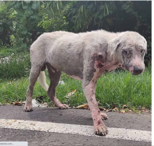 Cucciolo di cane malato e in fin di vita chiede di essere amato