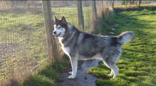 Un husky incontra un cucciolo per la prima volta (VIDEO)