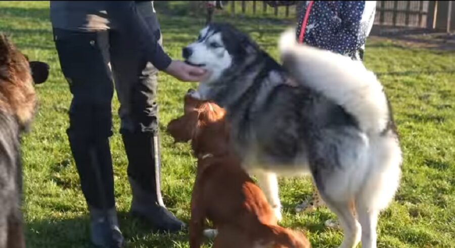 video di un husky e di un cucciolo