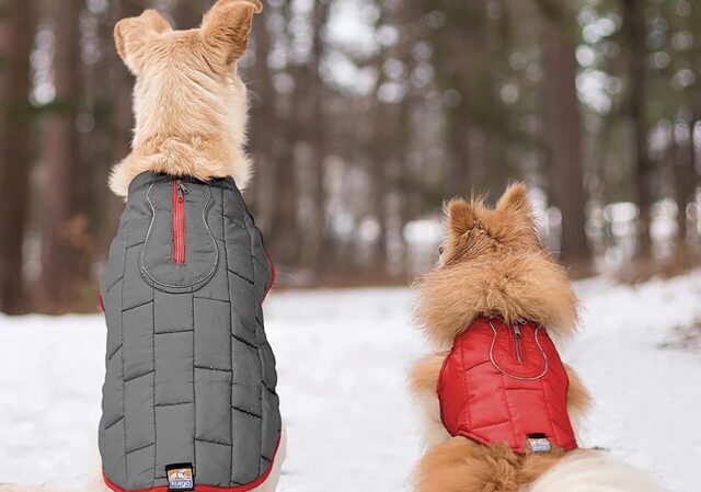 Cani ben coperti sulla neve
