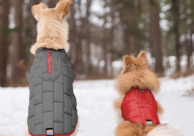 5 impermeabili per cuccioli di cane, le migliori protezioni a passeggio