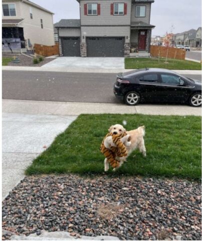 Cucciolo di cane vede per la prima volta la neve: la sua reazione