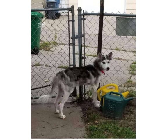 Cucciolo di cane ridotto pelle e ossa ora sembra un altro