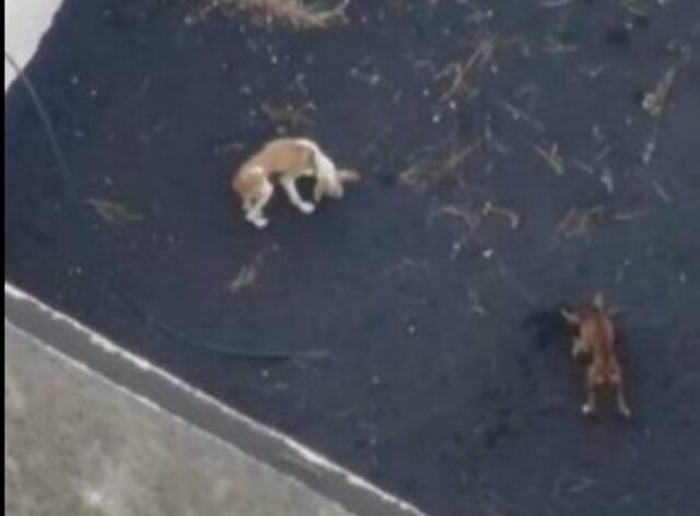 Mistero sui cuccioli di Las Palma: la Guardia Civil smentisce il salvataggio