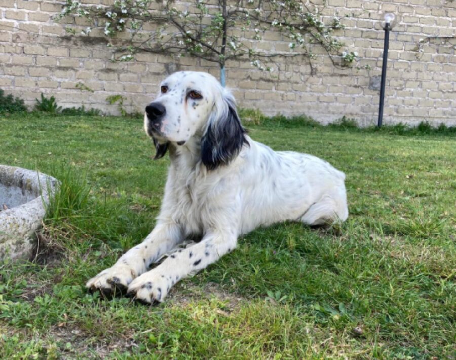 cataleya cagnolina setter orecchie nere