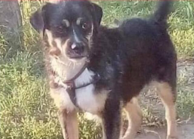 Occhiobello, non si sa che fine abbia fatto il povero Jack, il cane fuggito in seguito ad un piccolo incidente