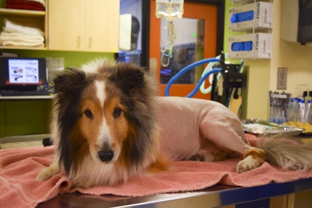 Ollie: il cane fortunato che ha evitato l’eutanasia