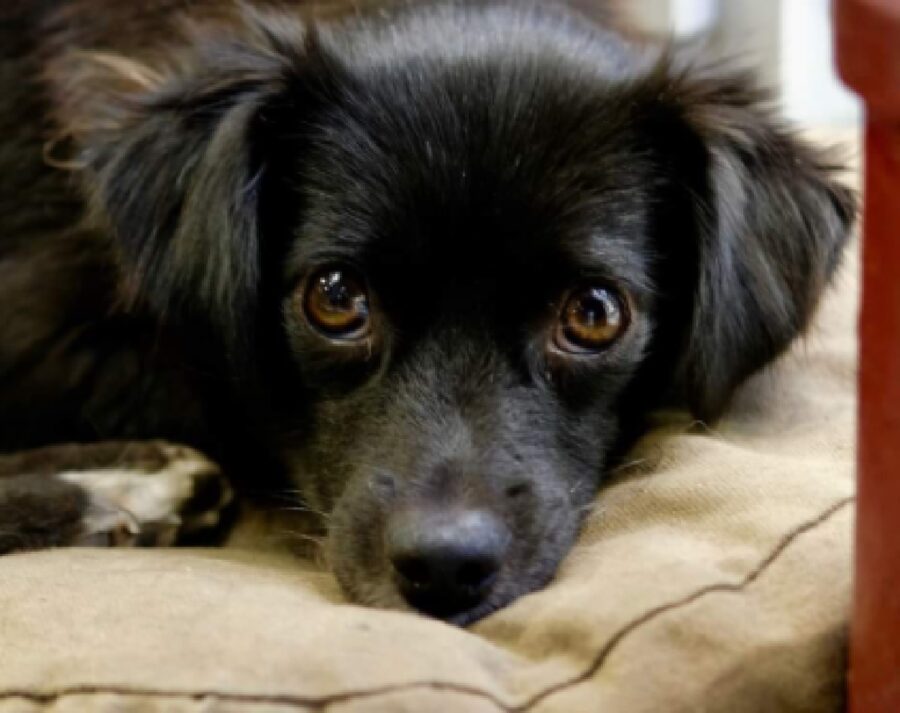 cagnolina primo piano su viso