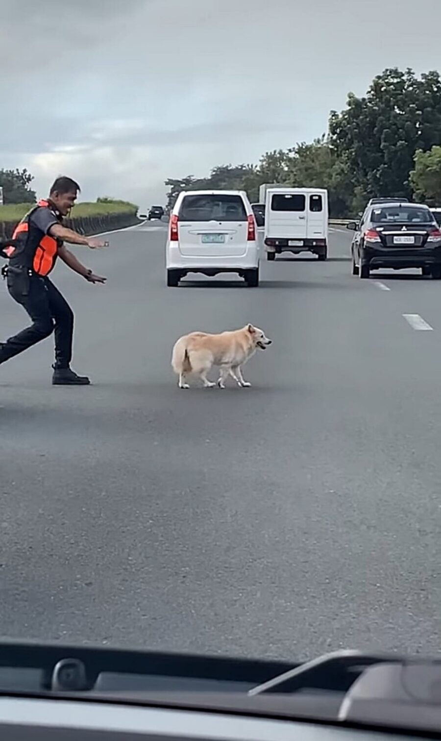 polizia salva cane dalla strada