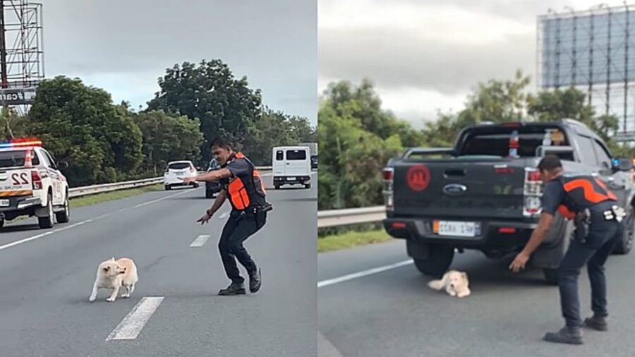 polizia salva cane dalla strada