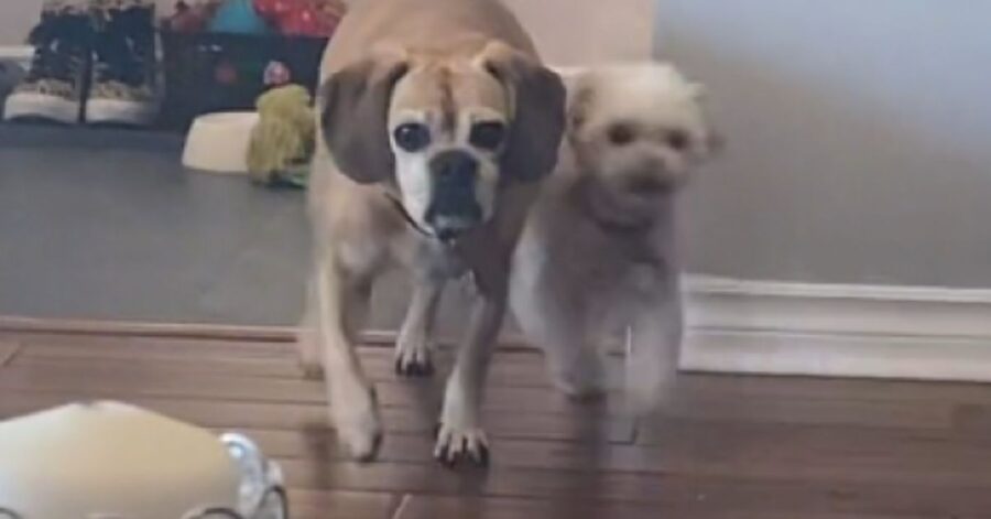 CAGNOLINE CAMMINANO