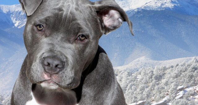 Melvin, un cucciolo di pitbull che è stato adottato dopo 667 giorni in rifugio