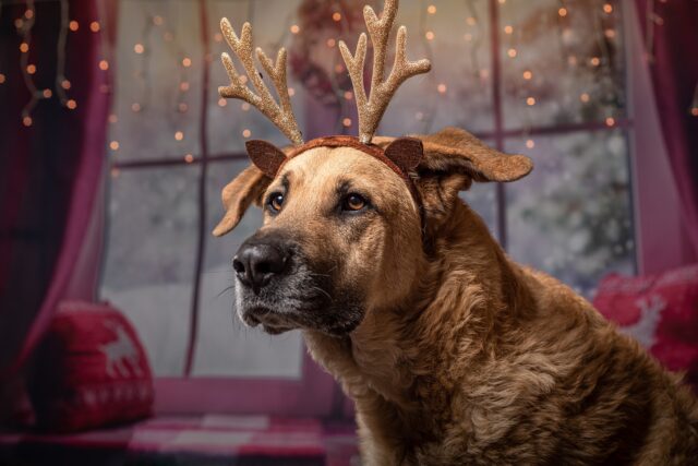 Una ragazza riceve il più bel regalo di Natale dai genitori: Rambo, il cucciolo che da mesi visitava in canile (VIDEO)