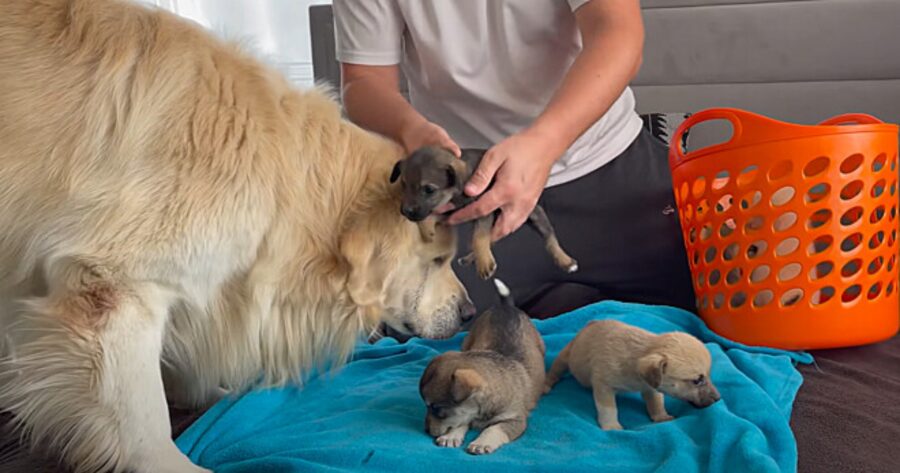 5 cuccioli con uomo e golden retriever