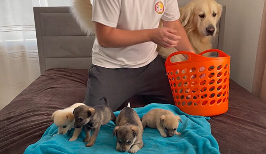 5 cuccioli con uomo e golden retriever