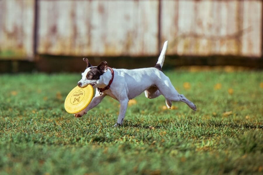 cucciolo frisbee corre