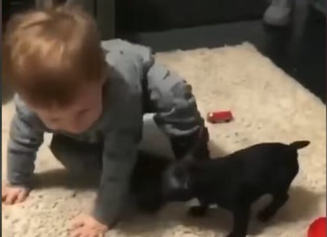 Genitori regalano un cucciolo di Bulldog francese al loro bambino (VIDEO)