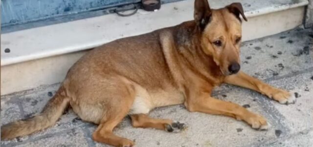 Altamura dice addio a Rex, il cane di tutti