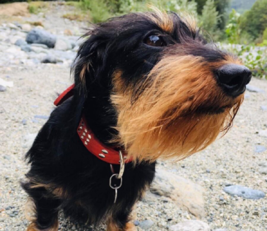 cagnolina femmina collare rosso