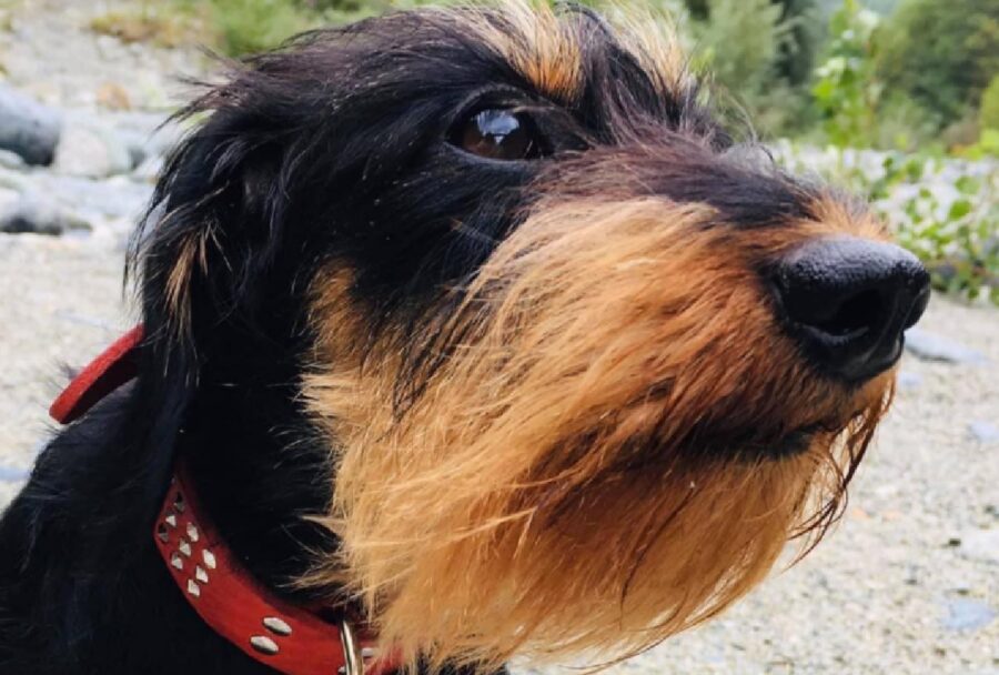 cane pelo nero focato e rossastro