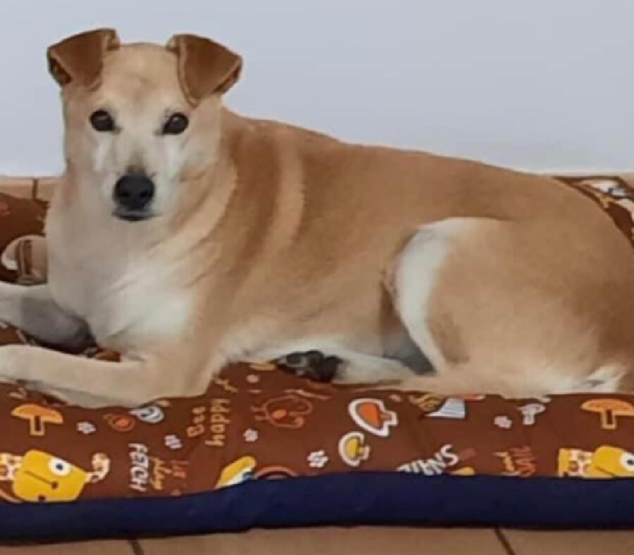 cagnolina su cuccia marrone