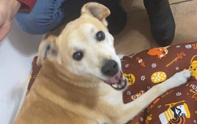 Roma, smarrita ad 11 anni, questa è la critica situazione della cagnolina di nome Chanel