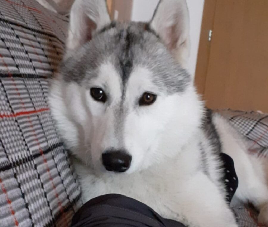 cagnolino alaska sguardo fisso