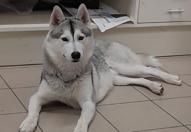 Roncone, si cerca ancora un cane Husky di nome Alaska, offresi lauta ricompensa