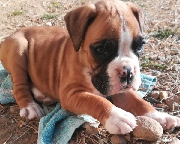 Sadie cucciola di Boxer ha un carattere complicato e solo la mamma riesce a calmarla