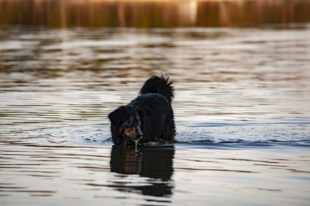 Un cane impantanato nel fango viene salvato da alcuni giovani volonterosi (VIDEO)