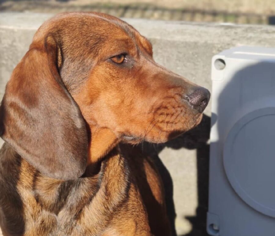 cagnolina pelo fulvo e marrone