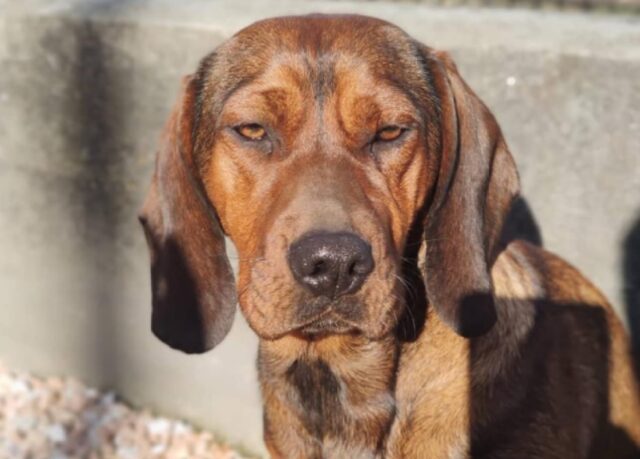 San Secondo di Pinerolo, fa male la scomparsa della cagnolina Wendy, la famiglia è disperata