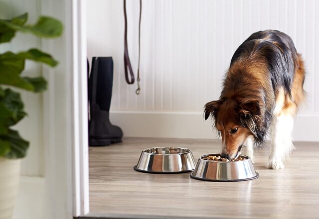 5 scodelle per cani, le migliori per fare bere e mangiare Fido