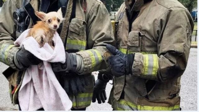 Cucciolo di cane scompare dopo la notte di Halloween: ora è a casa