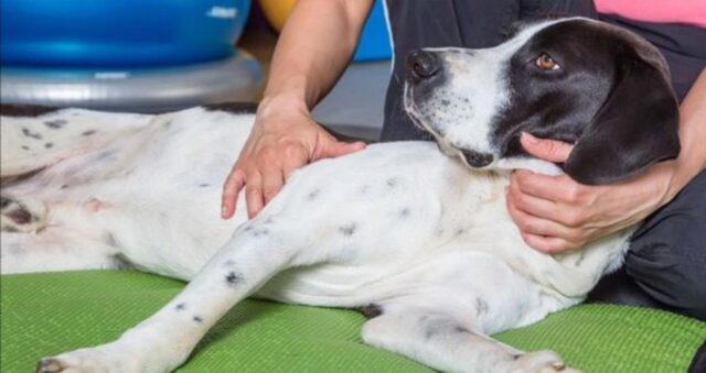 Lascia morire il suo cane malato per mancanza di denaro: nove mesi di carcere per una donna