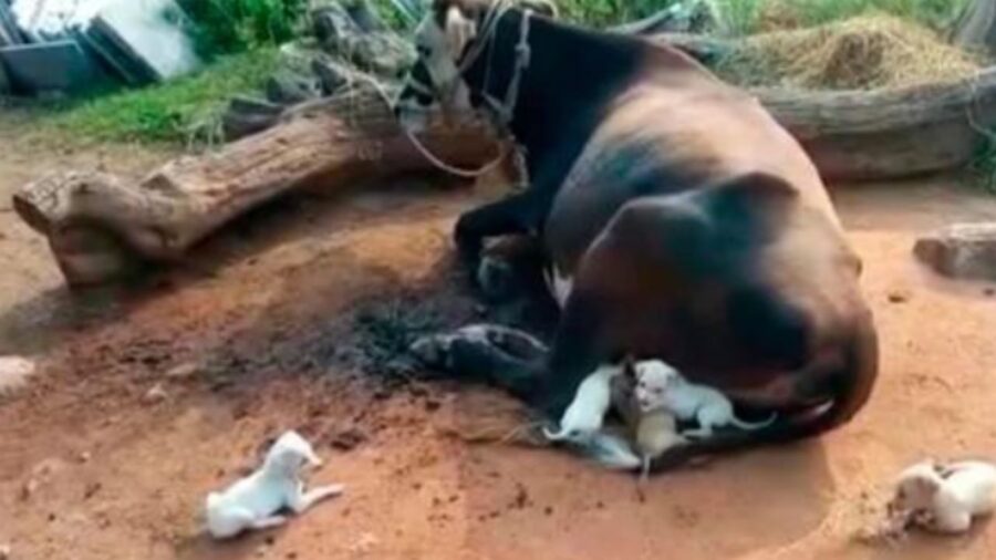 cuccioli di cane allattati da una mucca