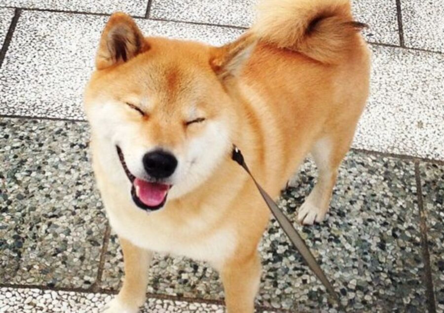 shiba inu