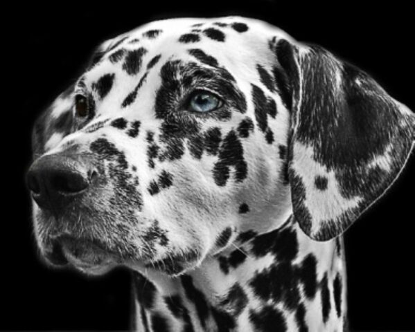 Tanti cuccioli di Dalmata rischiano di non trovare una casa per la vita