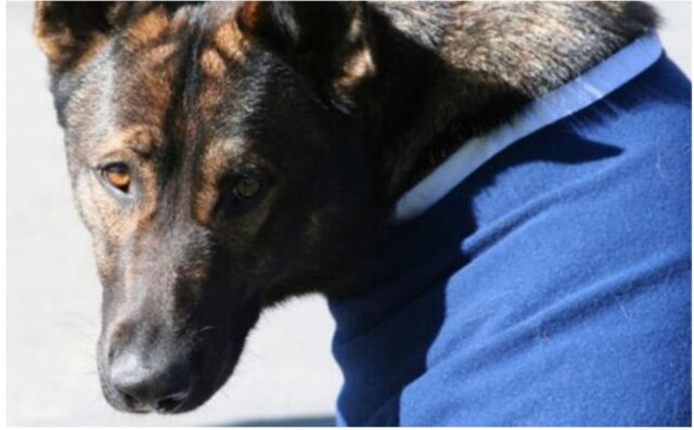 Cane della polizia viene ritrovato: la reazione del cucciolo