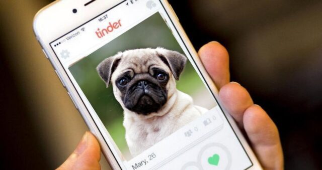 Rifugio per animali pubblica le foto di cani e gatti su Tinder per trovare adozione