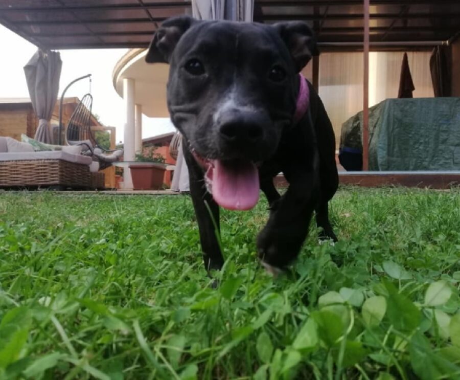 cagnolina indossa pettorina fucsia