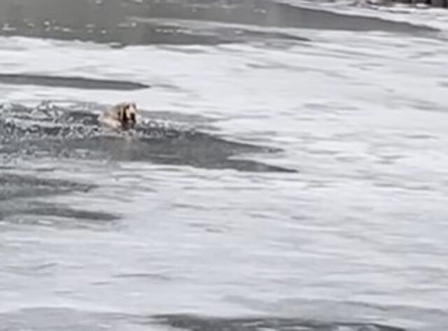 Un uomo salva un cucciolo di cane caduto in un lago ghiacciato (VIDEO)