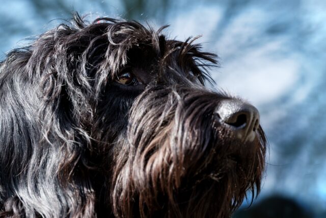 Korea del Sud: un uomo scoppia in lacrime quando scopre che può adottare il cane che stava ospitando