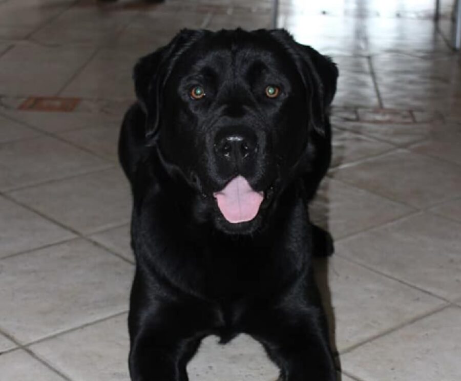 cane labrador nero sopra mattonelle